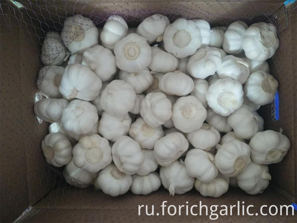 Pure White Garlic